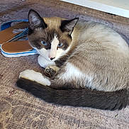 Chester joined the competition — help win amazing prizes! cat, siamese_cat, blue_eyes, animal, pet, fur, whiskers, paws, tail, sandals, footwear, carpet, floor, indoor, table, resting, curious, closeup, animal_portrait, domestic_animal