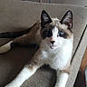 Chester joined the competition — help win amazing prizes! cat, blue_eyes, couch, furniture, indoor, pet, animal, relaxed, stretching, beige, wooden_table, slippers, cozy, cute, fur, whiskers, ears, paws, looking, home
