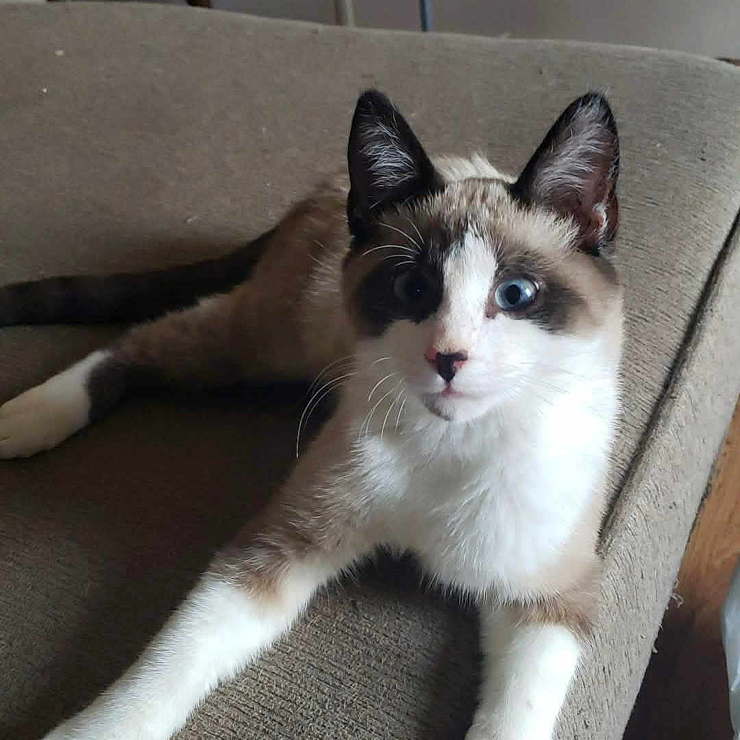 Chester