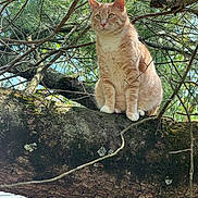 Budik is registered to the contest to win money with this photo: cat, animal, ginger_cat, tree, branch, nature, outdoor, greenery, pine_needles, moss, wildlife, pet, feline, fur, sitting, daylight, leaf, wood, closeup, portrait