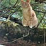 cat, animal, ginger_cat, tree, branch, nature, outdoor, greenery, pine_needles, moss, wildlife, pet, feline, fur, sitting, daylight, leaf, wood, closeup, portrait