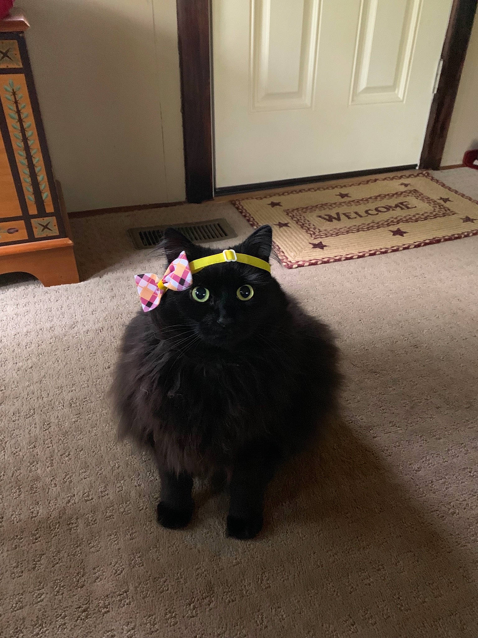 Gloria is registered to the contest to win money with this photo: asian_semi_longhair, black, black_cat, british_semi_longhair, canidae, carnivore, cat, cymric, domestic_long_haired_cat, fawn, felidae, floor, flooring, fur, mammal, persian, ragamuffin, small_to_medium_sized_cats, tail, whiskers