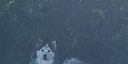 Aspen is registered to the contest to win money with this photo: alert, animal, bush, canine, collar, daylight, dog, fur, grass, greenery, husky, leafy, nature, outdoor, pet, quiet, resting, shade, sidewalk, summer
