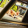 Blue participe au concours pour gagner de l'argent avec cette photo : puppy, dog, outdoor, wooden_deck, metal_bars, furniture, greenery, sunlight, ears, pet, resting, cute, animal, nature, relaxing, daylight, young_dog, backyard, canine, calm