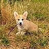 Blue a rejoint le concours — aidez-le/la à gagner de superbes lots ! corgi, puppy, dog, grass, field, stick, outdoor, nature, ears, chewing, animal, cute, young, pet, brown, white, playful, sitting, wild_plants, sunlight