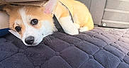 Blue a rejoint le concours — aidez-le/la à gagner de superbes lots ! corgi, puppy, dog, car_seat, cushion, mat, resting, sleepy, fur, pet, animal, indoor, cute, young, seat_cover, leash, black, beige, white, tan