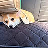 corgi, puppy, dog, car_seat, cushion, mat, resting, sleepy, fur, pet, animal, indoor, cute, young, seat_cover, leash, black, beige, white, tan