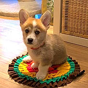 Blue a rejoint le concours — aidez-le/la à gagner de superbes lots ! corgi, puppy, dog, pet, indoor, floor, mat, colorful, ears, cute, small, furry, wooden_floor, wicker_basket, scratching_post, collar, home, animal, sitting, adorable