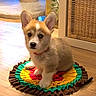 corgi, puppy, dog, pet, indoor, floor, mat, colorful, ears, cute, small, furry, wooden_floor, wicker_basket, scratching_post, collar, home, animal, sitting, adorable