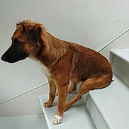 Virgule a rejoint le concours — aidez-le/la à gagner de superbes lots ! animal, brown_dog, calm, canine, companionship, dog, domestic_animal, fur, house, indoor, medium_sized_dog, paw, pet, quiet, side_view, sitting, stairs, thoughtful, wall, white_stairs