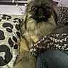 dog, pet, small_dog, long_hair, shaggy_fur, brown_fur, black_face, portrait, sitting, indoors, couch, pillows, blanket, cozy, bedroom, home_decor, fairy_lights, shelf, patterned_fabric, close_up