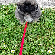 Athos a rejoint le concours — aidez-le/la à gagner de superbes lots ! adorable, animal, canine, cute, dog, flower, fluffy, friendly, garden, grass, greenery, leash, nature, outdoor, pet, puppy, sitting, small, spring, walk