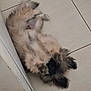Athos participe au concours pour gagner de l'argent avec cette photo : animal, black_nose, canine, cute, dog, floor, fluffy, fur, head, indoor, lying_down, paw, pet, puppy, relaxed, resting, sleepy, small_dog, tile, young