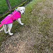 Ambre participe au concours pour gagner de l'argent avec cette photo : animal, canine, coat, curious, daytime, dog, fence, grass, gravel_path, leash, leashed, moss, nature, outdoor, pet, pink_coat, puppy, tree, walking, young_dog