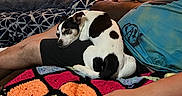 Bandit joined the competition — help win amazing prizes! animal, black_and_white, blanket, casual, couch, cozy, crochet, dog, furniture, hand, home, indoor, lamp, lap, pattern, person, relaxing, resting, sleeping, window
