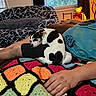 animal, black_and_white, blanket, casual, couch, cozy, crochet, dog, furniture, hand, home, indoor, lamp, lap, pattern, person, relaxing, resting, sleeping, window