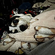 Bandit is registered to the contest to win money with this photo: bedroom, black_and_white_dog, blanket, close_up, comfort, cozy, curious_eyes, cute, dog, domestic_animal, fabric, fur, indoor, laying_down, pet, relaxed, resting, snuggle, soft_texture, warm