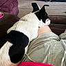 Bandit is registered to the contest to win money with this photo: armchair, black_and_white, carpet, comfort, couch, dog, ears, fur, home, indoor, knees, living_room, person, pet, pink_shirt, purple_furniture, relaxation, resting, seated, shorts