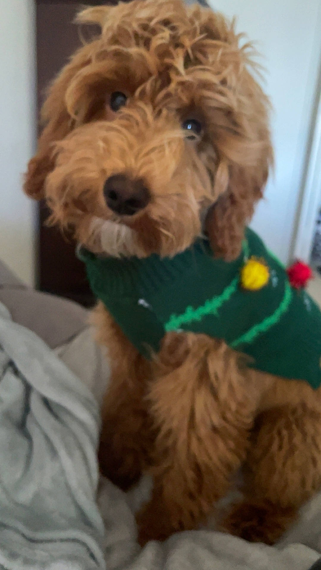 Duke joined the competition — help win amazing prizes! affenpinscher, airedale, animal, canine, clothing, cockerspaniel, couch, cushion, dog, furniture, homedecor, hound, knitwear, pet, poodle, puppy, sweater, terrier, whitedog