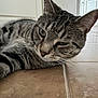 Smalls joined the competition — help win amazing prizes! cat, tabby, animal, pet, lying_down, floor, tile_floor, close_up, whiskers, ears, fur, indoor, relaxed, sleepy, face, mammal, domestic_animal, quiet, resting, natural_light