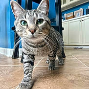 Smalls joined the competition — help win amazing prizes! cat, tabby, indoor, floor, tile, paw, green_eyes, curious, feline, walking, home, kitchen, cabinet, black_chair, pet, animal, whiskers, closeup, blurred_face, curiosity
