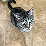 Smalls joined the competition — help win amazing prizes! cat, tabby, green_eyes, looking_up, curious, whiskers, indoor, floor_tiles, tail, pet, animal, feline, cute, domestic_cat, striped, ears, nose, fur, close_up, house