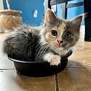 Lucy joined the competition — help win amazing prizes! kitten, cat, pet, animal, furry, cute, indoor, floor, tile, dish, whiskers, eyes, ears, paws, fur, curious, closeup, small, domestic, resting