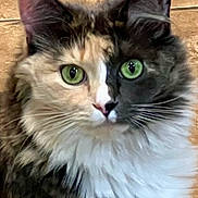 Lucy joined the competition — help win amazing prizes! alert, animal, cat, close_up, cute, domestic_cat, face, feline, fluffy, fur, green_eyes, indoor, looking_at_camera, pet, portrait, soft_fur, tile_floor, two_tone, unique_pattern, whiskers