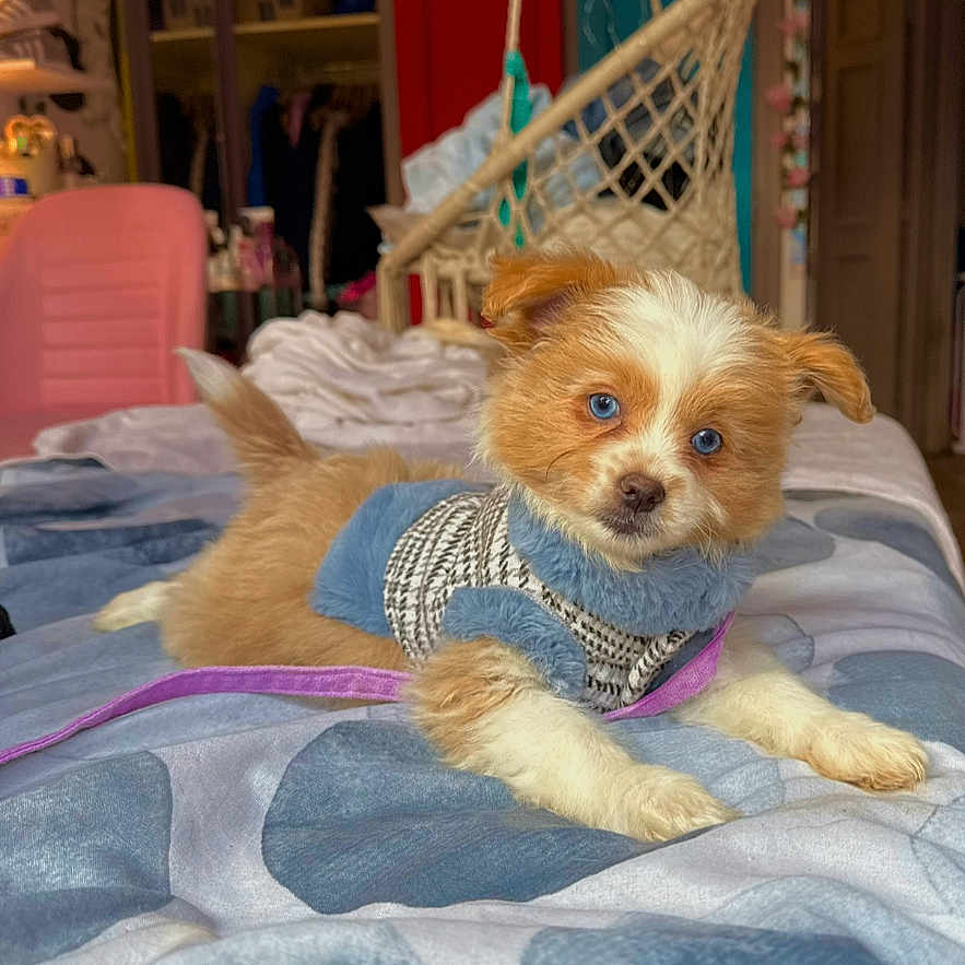 Ruby a rejoint le concours — aidez-le/la à gagner de superbes lots ! accessories, animal, bed, bedroom, blanket, canine, chair, couch, cushion, dog, furniture, hammock, indoors, interiordesign, pet, poodle, puppy, room, strap, terrier