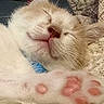 Mr Neil is registered to the contest to win money with this photo: cat, kitten, sleeping, sleepy, close_up, pink_nose, whiskers, paw, paw_pads, toe_beans, fur, cream_colored, pet, cozy, blanket, resting, indoors, cute, animal_portrait, relaxed