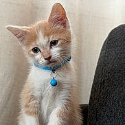 Mr Neil is registered to the contest to win money with this photo: kitten, cat, orange_and_white, pet, animal, collar, bell, blue, sitting, portrait, close_up, whiskers, ears, eyes, fur, indoors, couch, upholstery, cute, domestic