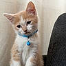 kitten, cat, orange_and_white, pet, animal, collar, bell, blue, sitting, portrait, close_up, whiskers, ears, eyes, fur, indoors, couch, upholstery, cute, domestic