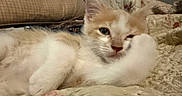Mr Neil is registered to the contest to win money with this photo: cat, kitten, cream_fur, fluffy, white_fur, blue_eyes, animal, pet, feline, sleeping, lounging, cozy, blanket, bed, pillow, indoors, close_up, portrait, soft_lighting, relaxed