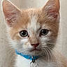 Mr Neil is registered to the contest to win money with this photo: cat, kitten, animal, pet, feline, close_up, portrait, cream_fur, ginger_fur, blue_collar, bell, whiskers, ears, eyes, nose, indoor, soft_lighting, cute, fur, looking_at_camera