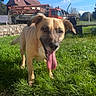 Oslo participe au concours pour gagner de l'argent avec cette photo : dog, pet, tan_dog, standing, grass, outdoors, sunny, blue_sky, tongue, panting, floppy_ears, short_hair, brown_eyes, animal_portrait, garden, lawn, house, construction_truck, stone_wall, summer