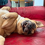Oslo participe au concours pour gagner de l'argent avec cette photo : dog, puppy, pet, animal, upside_down, lying_down, smiling, teeth, open_mouth, paws, tan_fur, short_hair, red_couch, leather, living_room, kitchen, bar_stools, indoors, funny, portrait