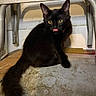 animal, black_cat, cat, closeup, curious, feline, floor, fur, indoor, looking, metal_structure, pet, playful, shadow, sitting, tail, tongue_out, whiskers, yellow_eyes, young_cat