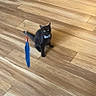 Onyx joined the competition — help win amazing prizes! black_cat, cat, bow_tie, toy, feather_toy, wooden_floor, pet, animal, indoor, playful, curious, feline, cute, domestic_cat, attention, sitting, flooring, brown, yellow_eyes, motion_blur