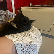 Onyx is registered to the contest to win money with this photo: black_cat, sleeping_cat, cat, pet, animal, arm, person, crocheted_shawl, knitted_fabric, indoor, red_wall, appliance, cozy, resting, collar, feline, relaxation, human_arm, close_up, domestic