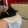 animal, appliance, arm, black_cat, cat, close_up, collar, cozy, crocheted_shawl, domestic, feline, human_arm, indoor, knitted_fabric, person, pet, red_wall, relaxation, resting, sleeping_cat