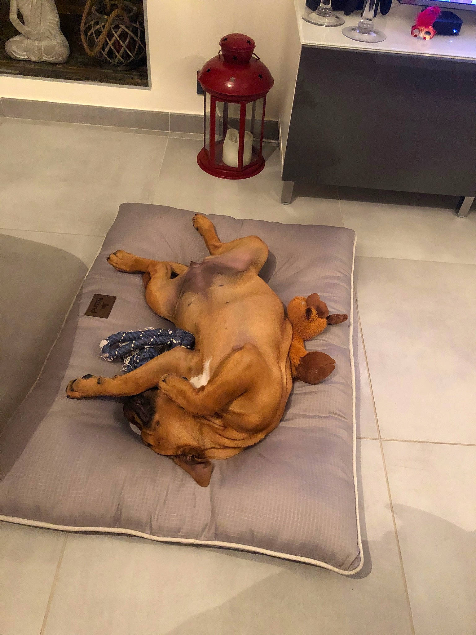 Palma participe au concours pour gagner de l'argent avec cette photo : canidae, carnivore, companion_dog, dog, dog_breed, fawn, guard_dog, rhodesian_ridgeback, snout, sporting_group, vizsla