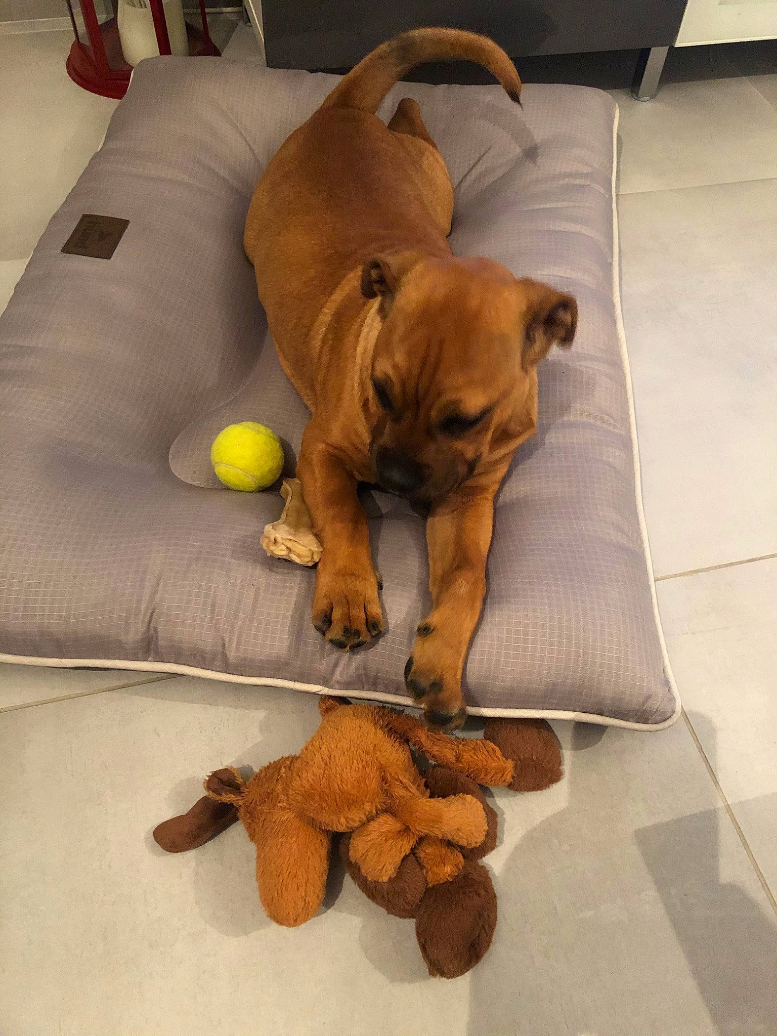 Palma a rejoint le concours — aidez-le/la à gagner de superbes lots ! bullmastiff, canidae, carnivore, companion_dog, dog, dog_breed, dogue_de_bordeaux, fawn, guard_dog, mammal, puppy, rare_breed_dog, rhodesian_ridgeback, sporting_group