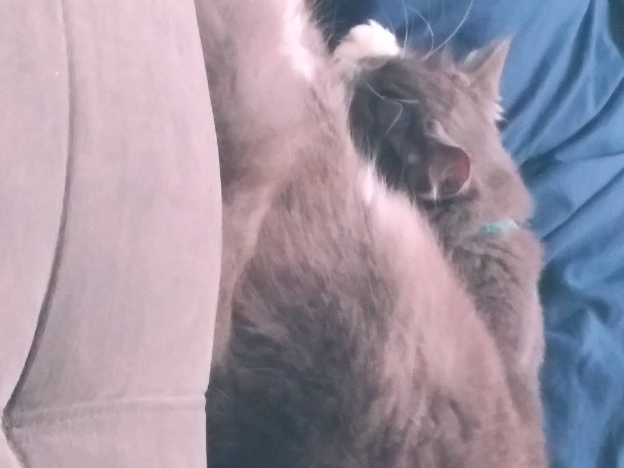 Merlin is registered to the contest to win money with this photo: carnivore, cat, claw, comfort, domestic_short_haired_cat, fang, felidae, fur, grey, nap, paw, ragdoll, small_to_medium_sized_cats, tail, whiskers