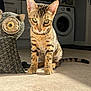 Benji joined the competition — help win amazing prizes! cat, kitten, tabby, indoor, floor, sunlight, owl_doorstop, fabric, kitchen, washing_machine, pets, cute, animal, curious, sitting, shadow, eyes, ears, tail, home