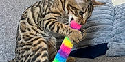 Benji is registered to the contest to win money with this photo: cat, kitten, toy, rainbow, colorful, fuzzy, couch, gray, pillows, indoor, playful, pet, feline, striped, spotted, claws, biting, texture, fur, home