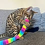 cat, kitten, toy, rainbow, colorful, fuzzy, couch, gray, pillows, indoor, playful, pet, feline, striped, spotted, claws, biting, texture, fur, home