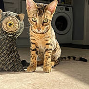 Benji is registered to the contest to win money with this photo: animal, cat, curious, domestic, doorstop, ears, feline, floor, indoor, kitchen, kitten, pet, plush_owl, shadow, striped_fur, sunlight, tabby, tail, whiskers, young_cat