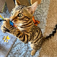 Benji is registered to the contest to win money with this photo: cat, tabby, playful, toy, indoor, carpet, scratching_post, whiskers, fur, paws, tail, eyes, pet, animal, cute, feline, striped, claws, home, curious
