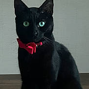 Sapphire joined the competition — help win amazing prizes! black_cat, cat, pet, animal, feline, green_eyes, bow_tie, collar, indoor, portrait, sitting, cute, domestic_cat, whiskers, ears, fur, mammal, looking, alone, side_view