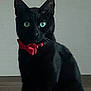 black_cat, cat, pet, animal, feline, green_eyes, bow_tie, collar, indoor, portrait, sitting, cute, domestic_cat, whiskers, ears, fur, mammal, looking, alone, side_view